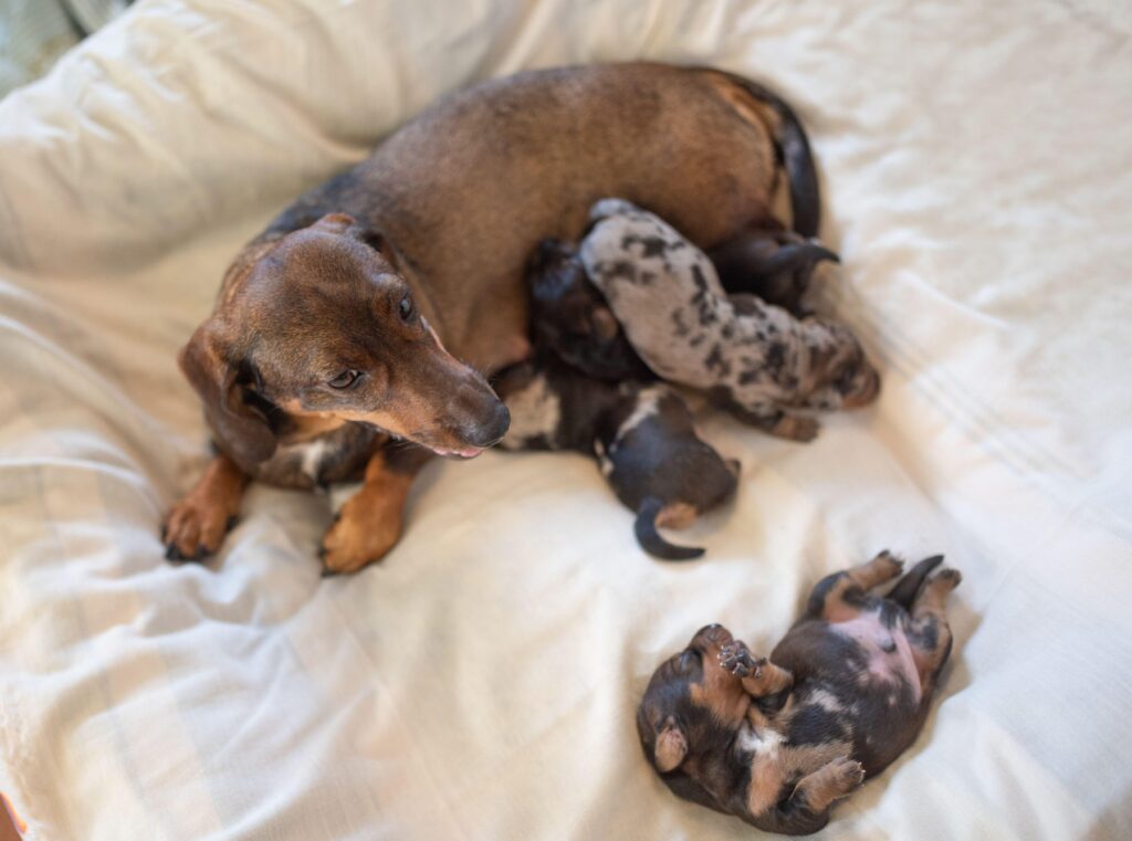 Când putem da spre adopție puii de pisică sau de câine și cât de mult suferă când sunt luați de lângă mamă? Cum le găsim familii potrivite: „Faptul că cineva nu a mai avut animale nu îl exclude” EXCLUSIV