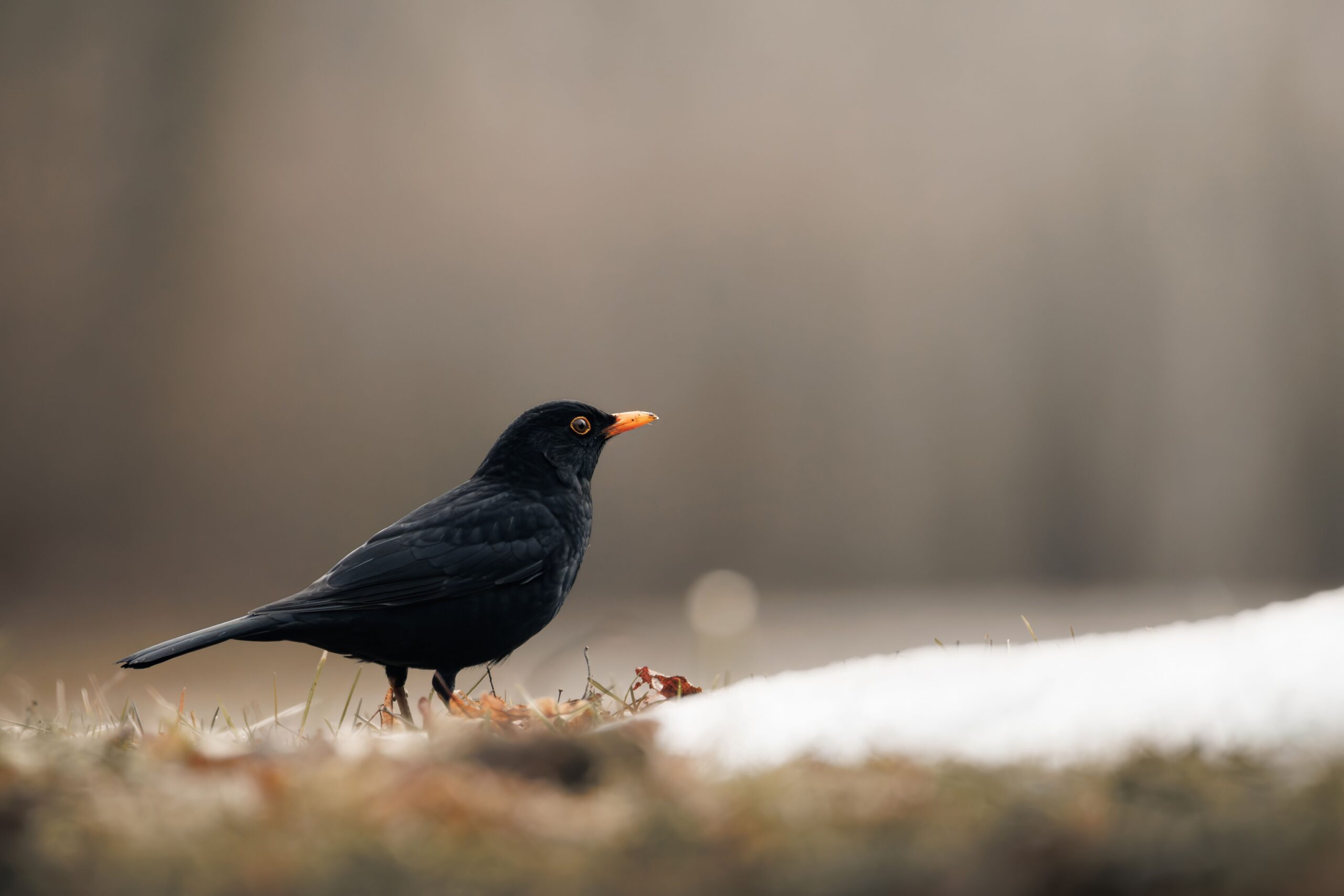Câștigătoarea, cu un scor mediu de 4,52 din 5, a fost mierla (Turdus merula). Foto: pexels.com