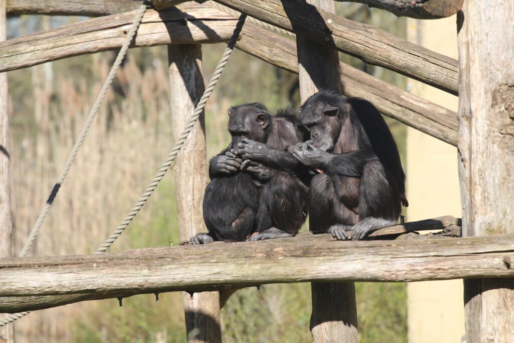 Gramatica nu este doar a oamenilor? Cercetătorii au descoperit structuri vocale complexe la trei specii de primate