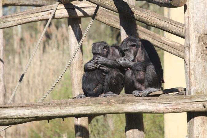 Gramatica nu este doar a oamenilor? Cercetătorii au descoperit structuri vocale complexe la trei specii de primate