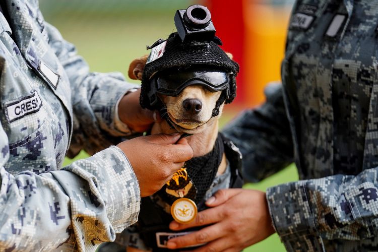Chihuahua Comando. Foto: REUTERS/Toya Sarno Jordan