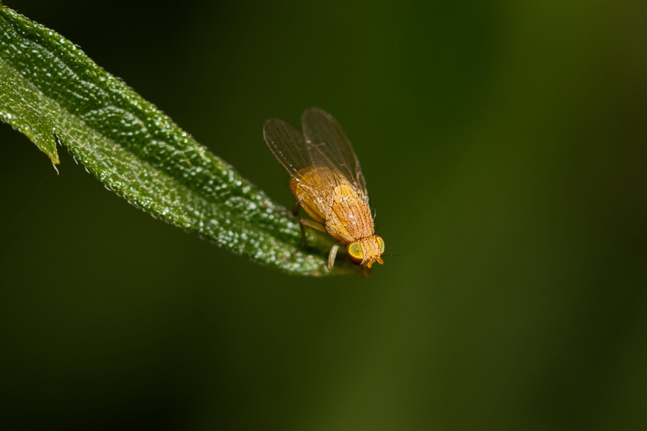 Descoperirea oferă indicii importante despre modul în care funcționează memoria de lucru. Foto: pexels.com