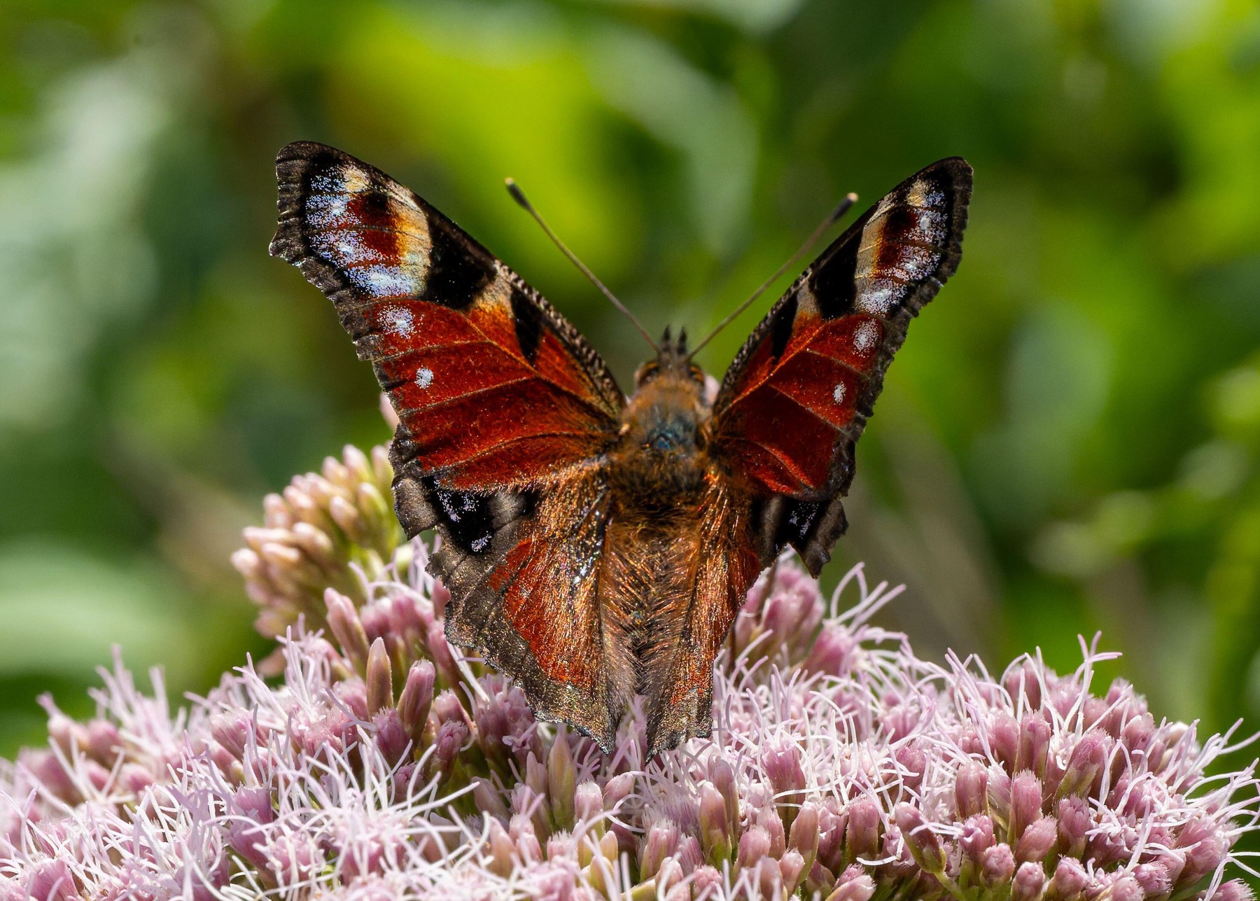 Dispariția insectelor poate avea consecințe mult mai mari decât ne imaginăm.  Sursa foto: Anatolie Plesca / Alamy / Profimedia