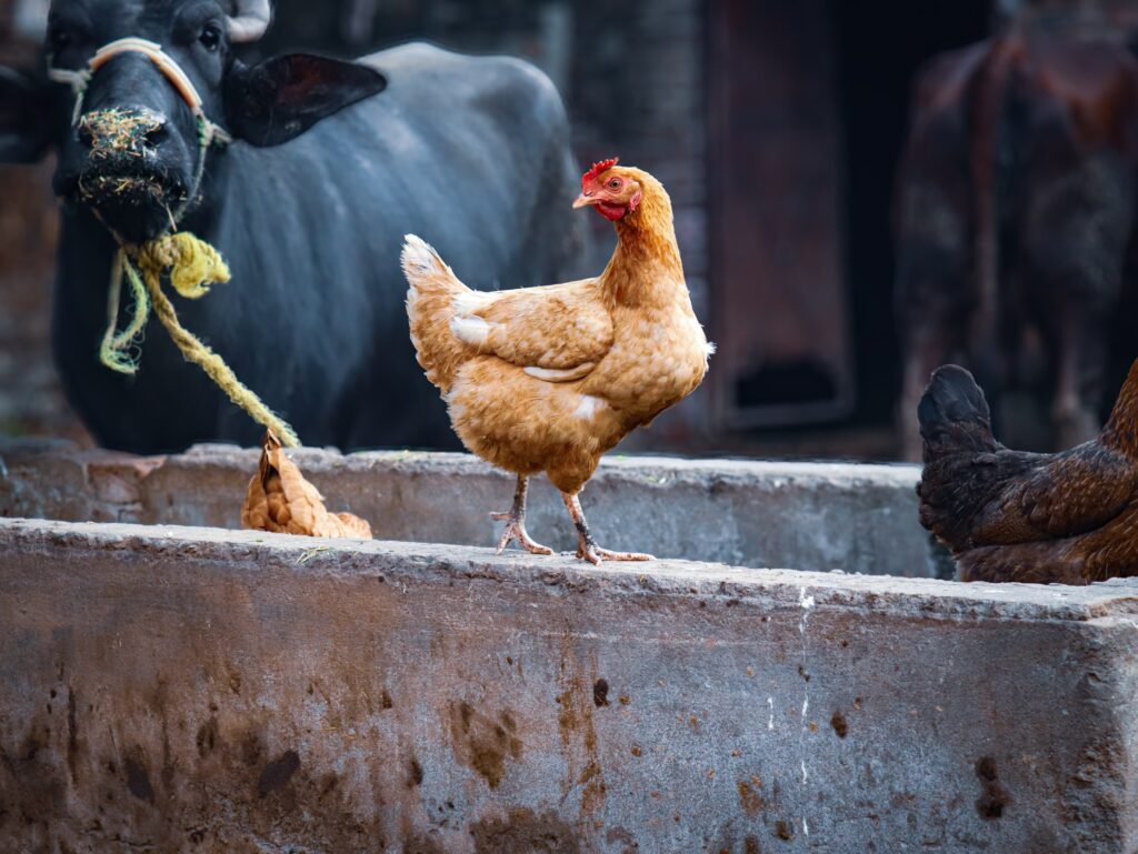 De ce nu au evoluat animalele de fermă ca să se apere de oameni? Un biolog explică de ce nu vom vedea prea curând o revoltă a găinilor