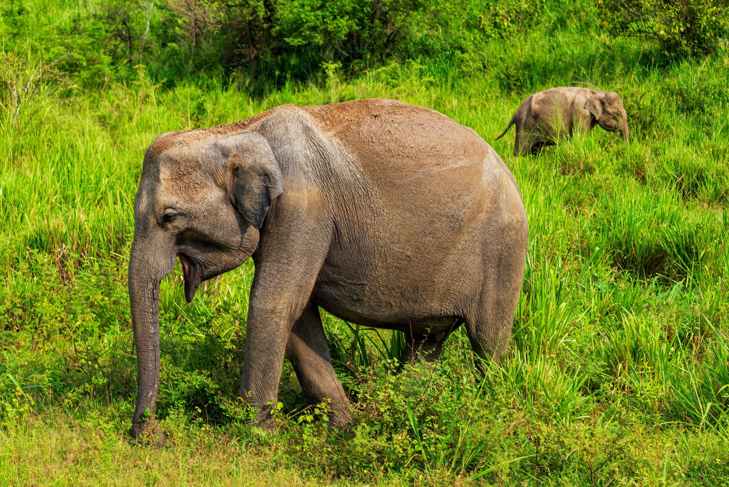 Influența oamenilor asupra evoluției nu se limitează la animalele domesticite. Foto: pexels.com