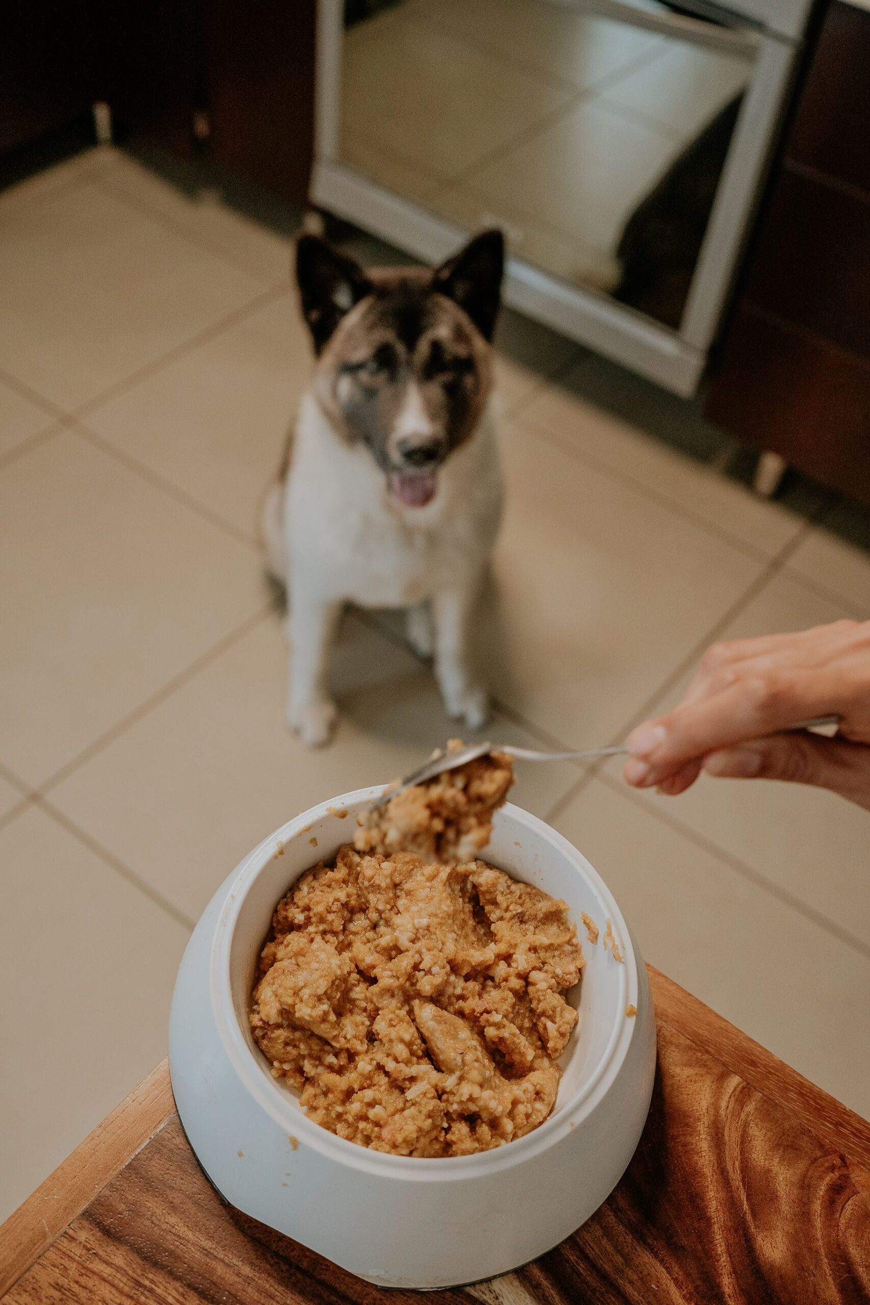 Pentru industria hranei destinate animalelor de companie, care depinde de ingrediente agricole de calitate, această tendință reprezintă o problemă majoră. Foto: pexels.com