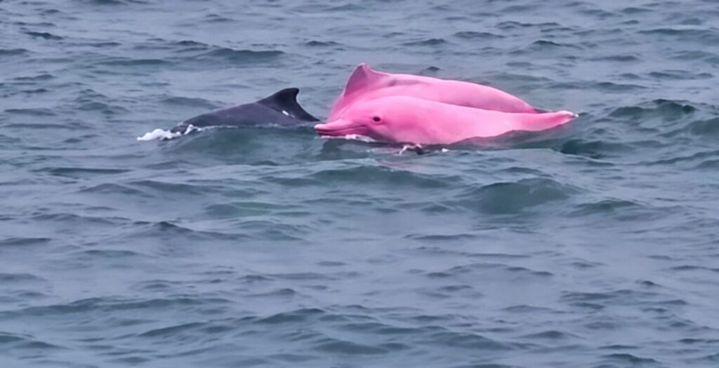 Delfinul roz care a apărut în apele Omanului a stârnit uimire. Foto: captură video X.com