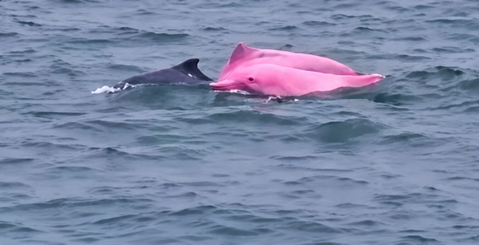 Delfinul roz care a apărut în apele Omanului a stârnit uimire. Foto: captură video X.com