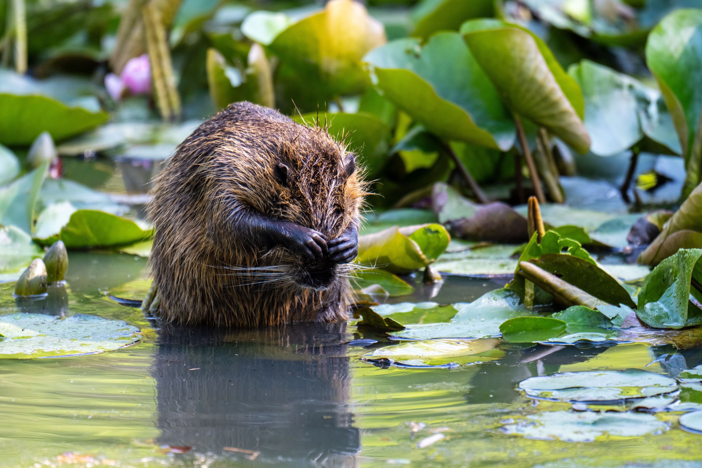 Ce s-a întâmplat cu apa, plantele și animalele în doar cinci ani. Foto: pexels.com