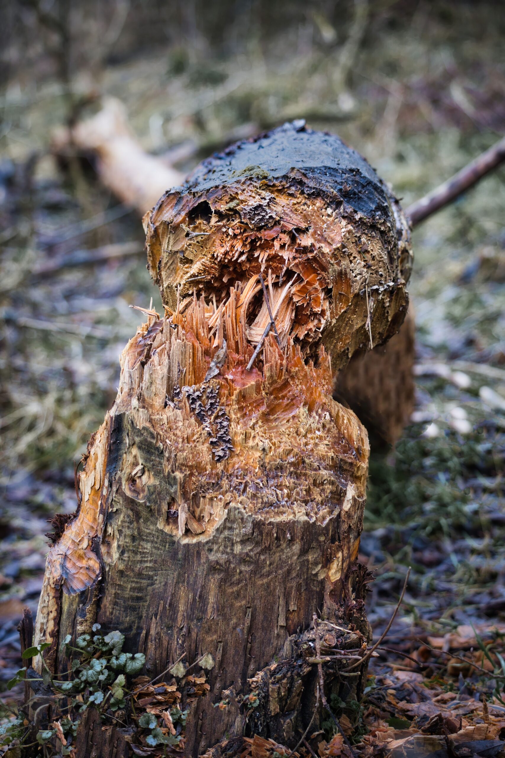 Un baraj construit de animale se modifică permanent pe măsură ce castorii îl repară, îl extind sau construiesc alte baraje în apropiere. Foto: pexels.com