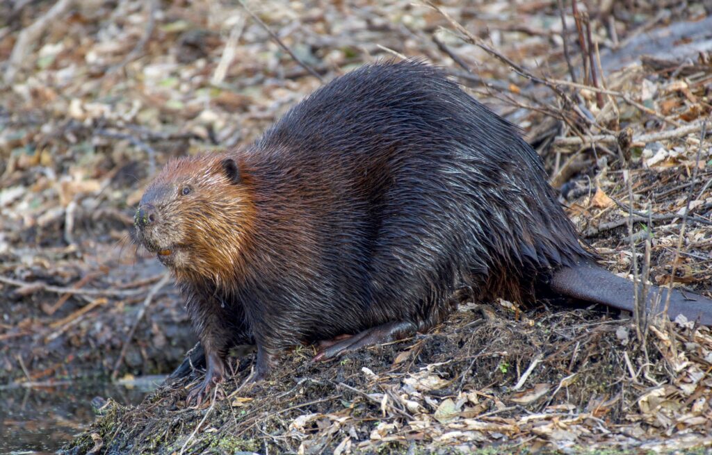 Doi castori au schimbat o pădure din North Yorkshire. Ce s-a întâmplat cu apa, plantele și animalele în doar cinci ani
