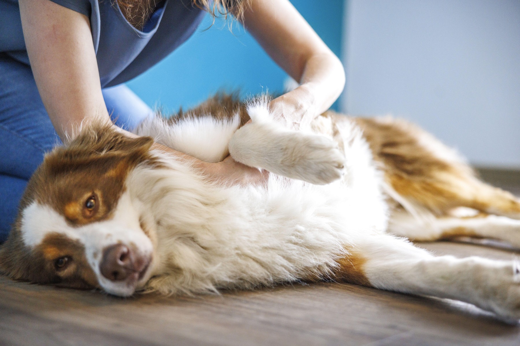 Ce este fizioterapia veterinară și în ce situații poate fi de ajutor câinilor și pisicilor. De la recuperarea după operații la problemele de mobilitate. Sursa foto: Tierfotoagentur / J. Quatmann, Tierfotoagentur / Alamy / Profimedia