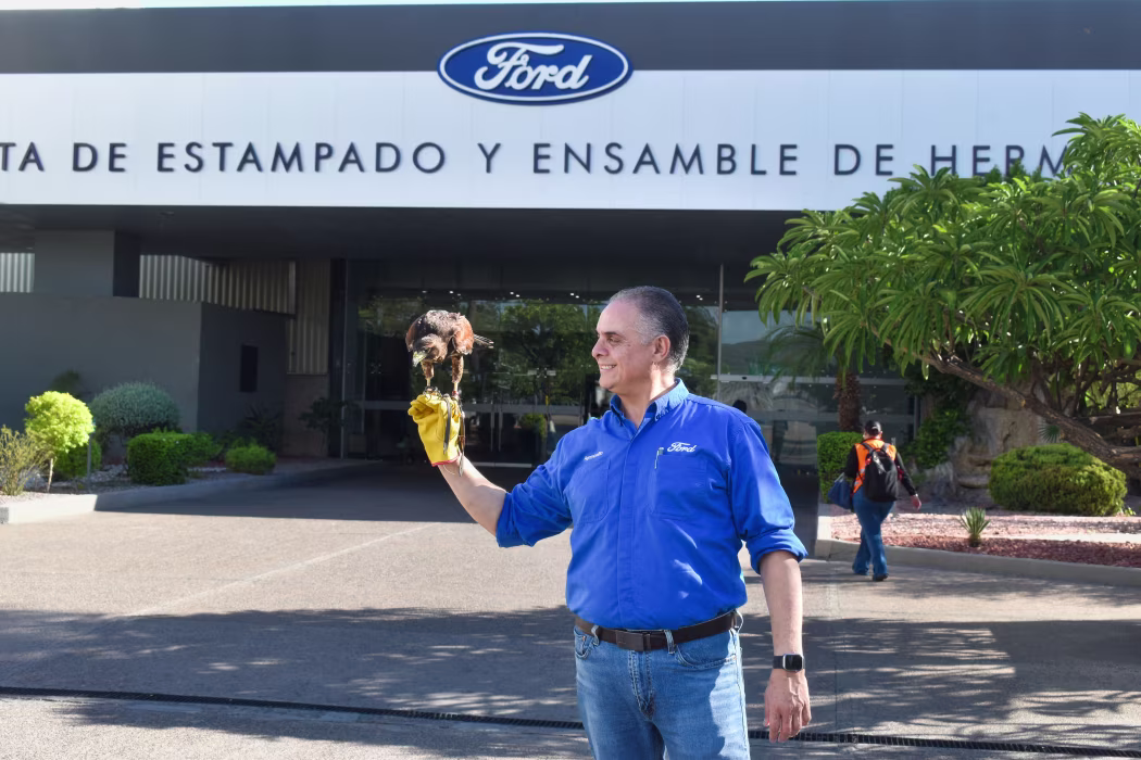 Cum ține Fors la distanță porumbeii din fabrică? Foto: Ford