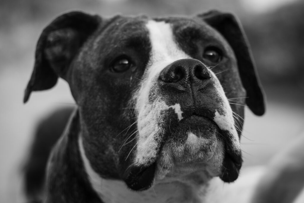 Boxerul poate avea multă răbdare cu membrii familiei. Foto: Magnific.com