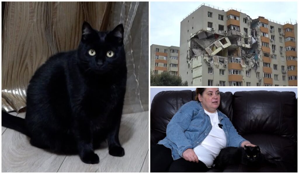 Sheba, pisica dispărută timp de patru luni și jumătate, a fost găsită în viață. Foto: Facebook