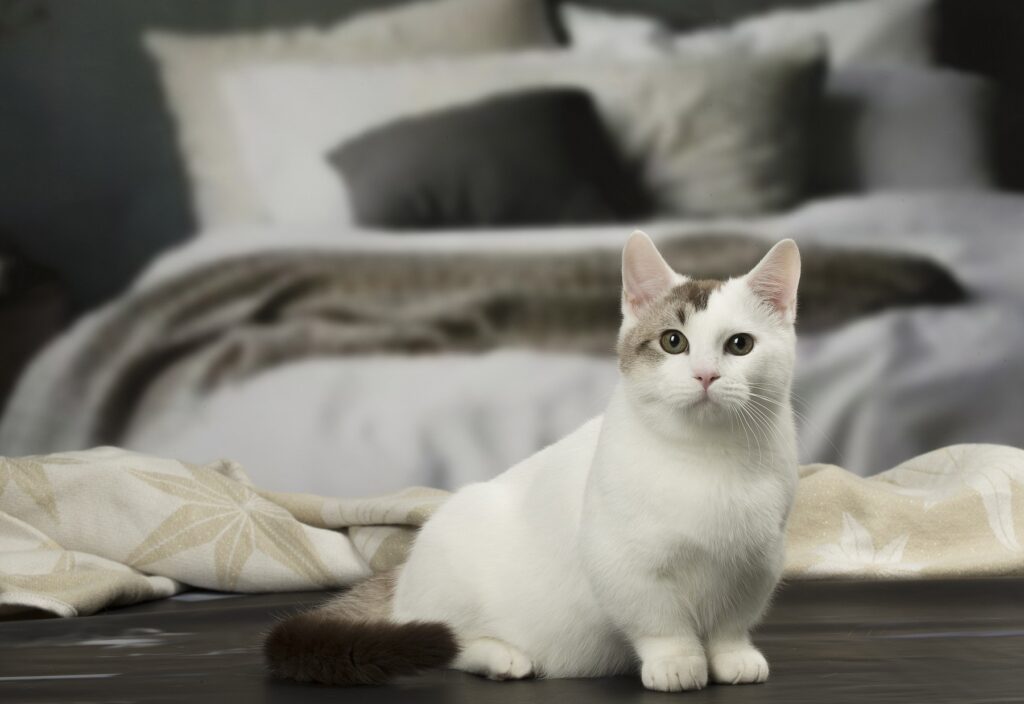 Pisicile Munchkin suferă din cauza picioarelor scurte? Ce se află în spatele înfățișării adorabile și ce probleme medicale pot apărea. Andreea Pertea, medic veterinar: „Aspectul estetic nu ar trebui să primeze asupra bunăstării animalului” EXCLUSIV