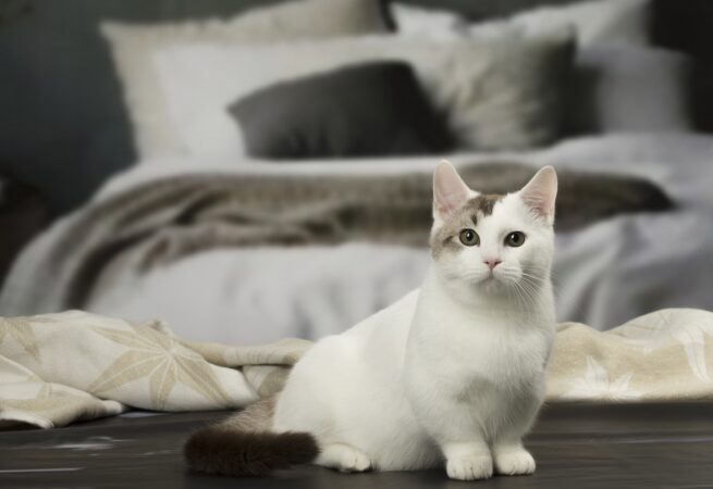 Pisicile Munchkin suferă din cauza picioarelor scurte? Ce se află în spatele înfățișării adorabile și ce probleme medicale pot apărea. Andreea Pertea, medic veterinar: „Aspectul estetic nu ar trebui să primeze asupra bunăstării animalului” EXCLUSIV