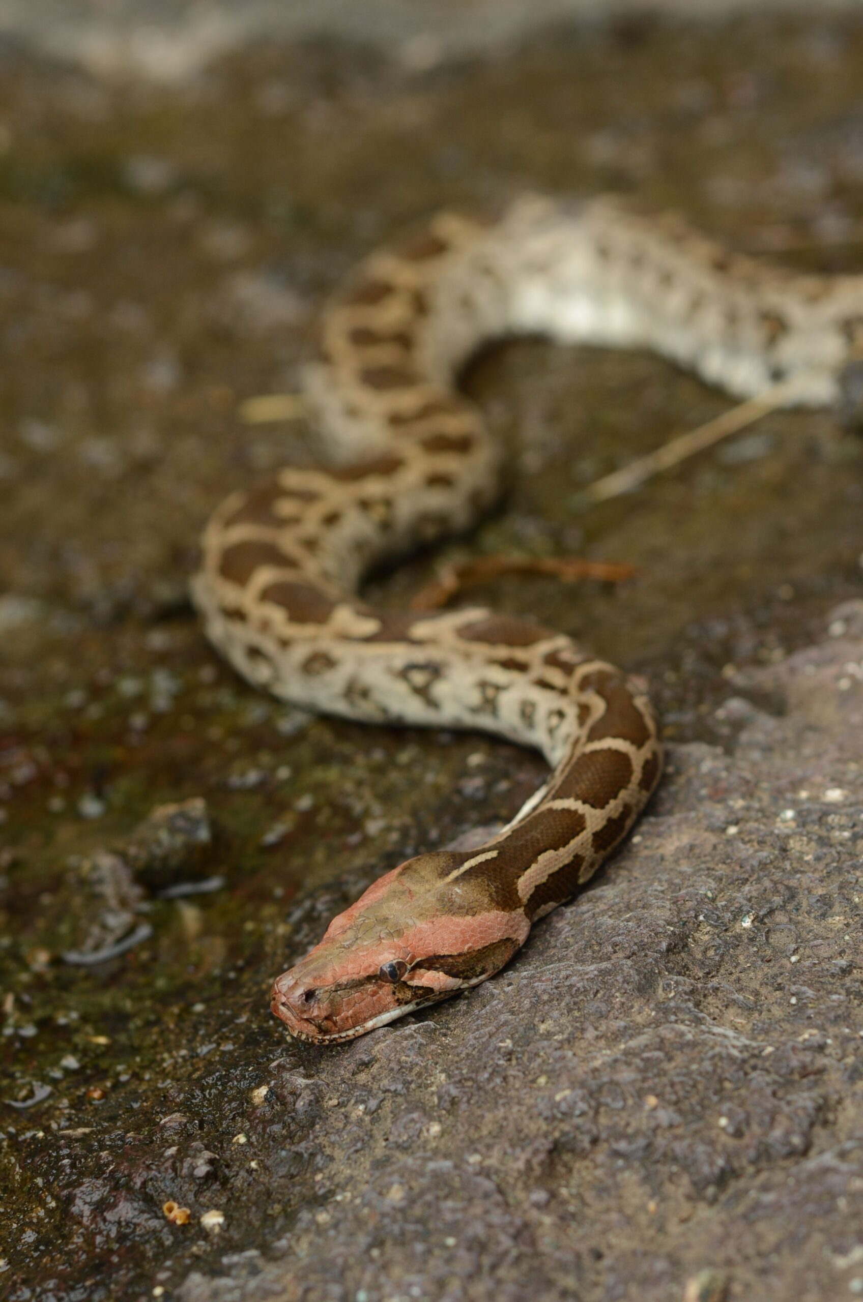 Atunci când veninul pătrunde însă în organism, poate provoca o afecțiune gravă, numită envenomare, care poate pune viața victimei în pericol. Foto: pexels.com