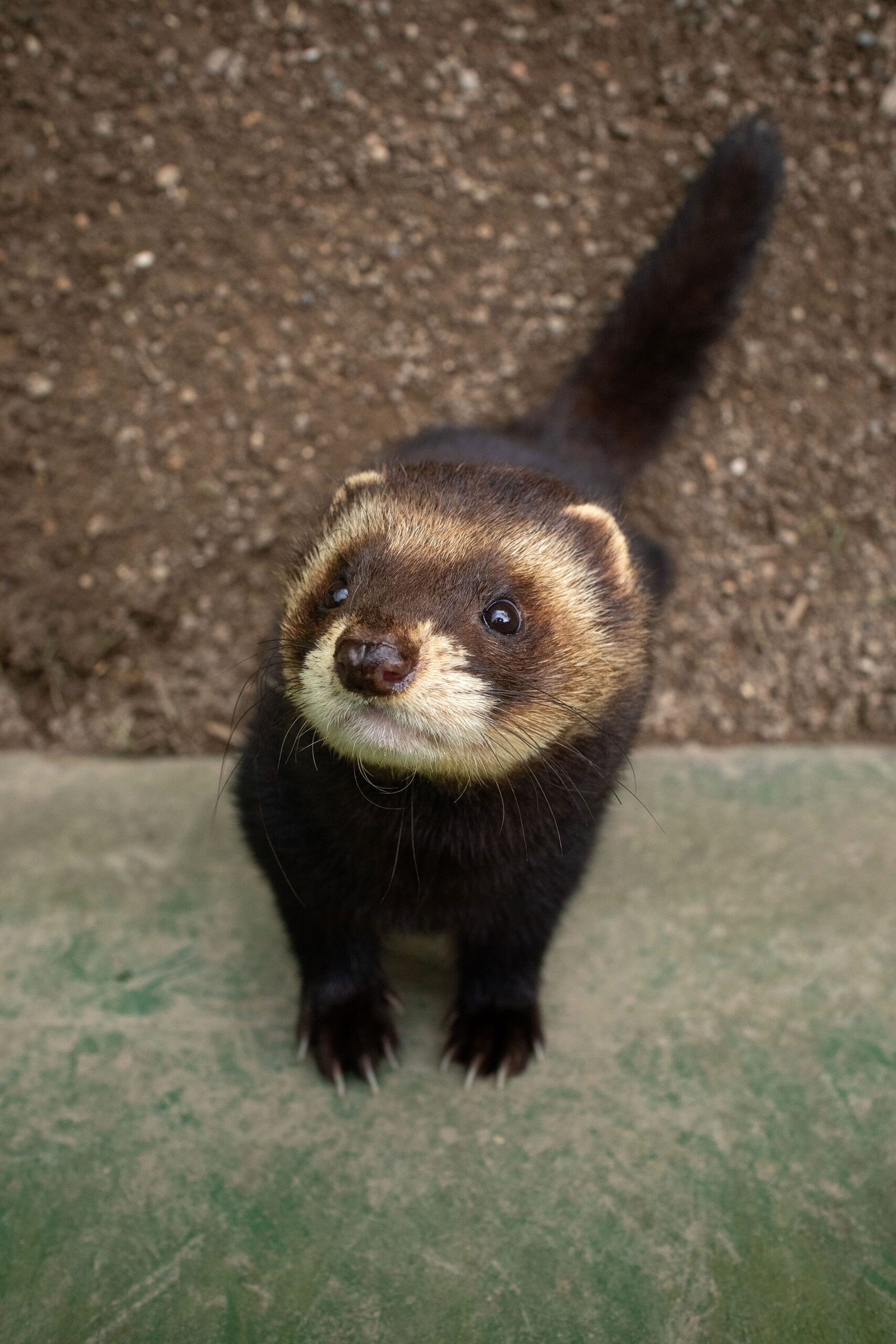 În urma a sute de ore de observații, cercetătorii nu au identificat niciun animal. Foto: pexels.com