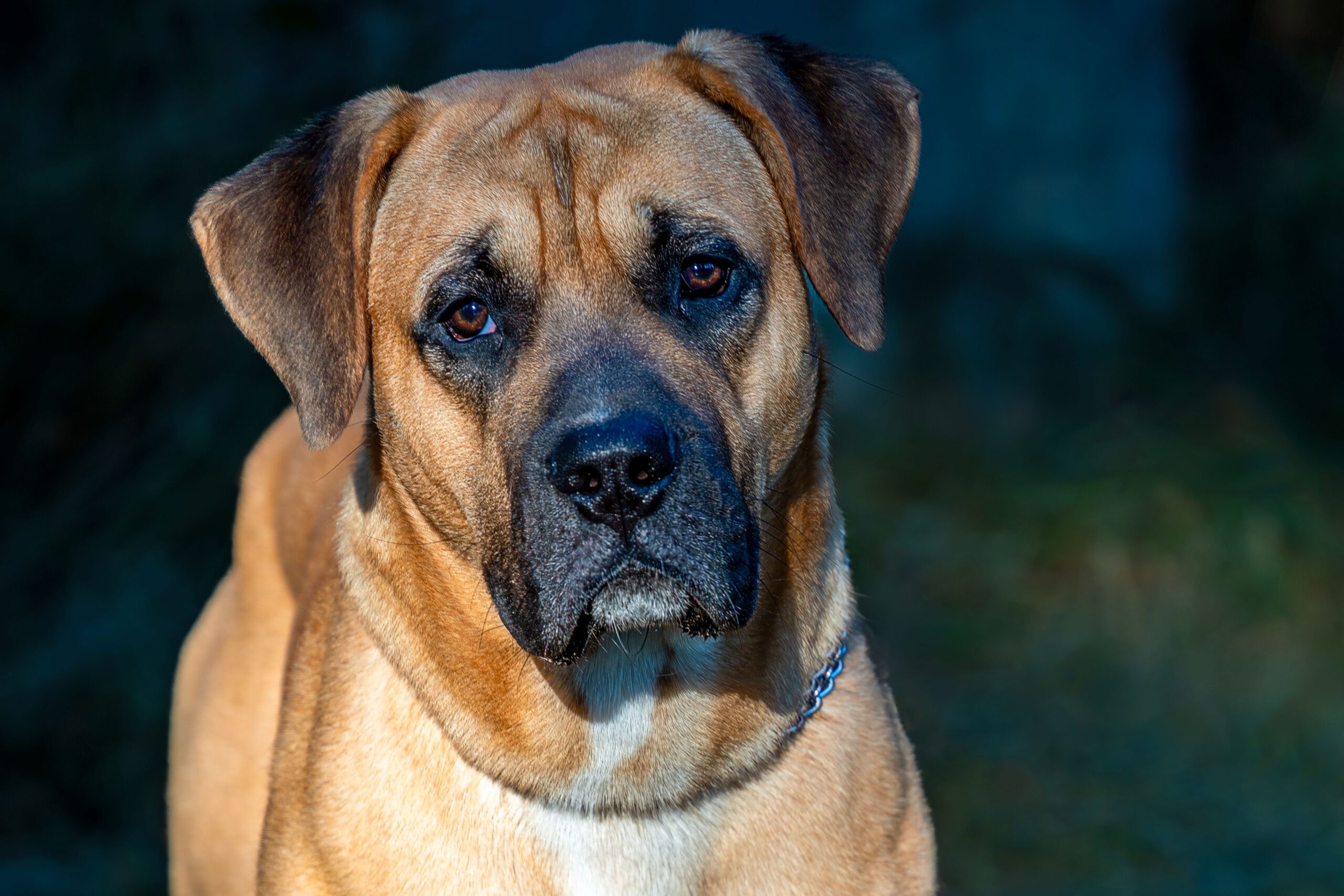 Proprietarii vor avea obligația să supravegheze permanent interacțiunile animalelor cu copiii mai mici de 12 ani, inclusiv în propria locuință sau în grădină. Foto: pexels.com