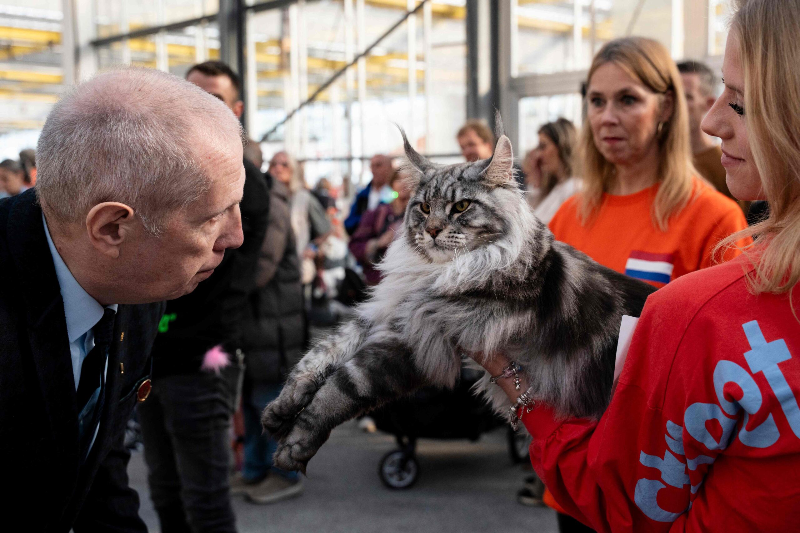 Pisica a obținut deja rezultate importante la expoziții internaționale, iar noul titlu reprezintă una dintre cele mai mari reușite ale crescătoarelor sale. Foto: Corriere.it