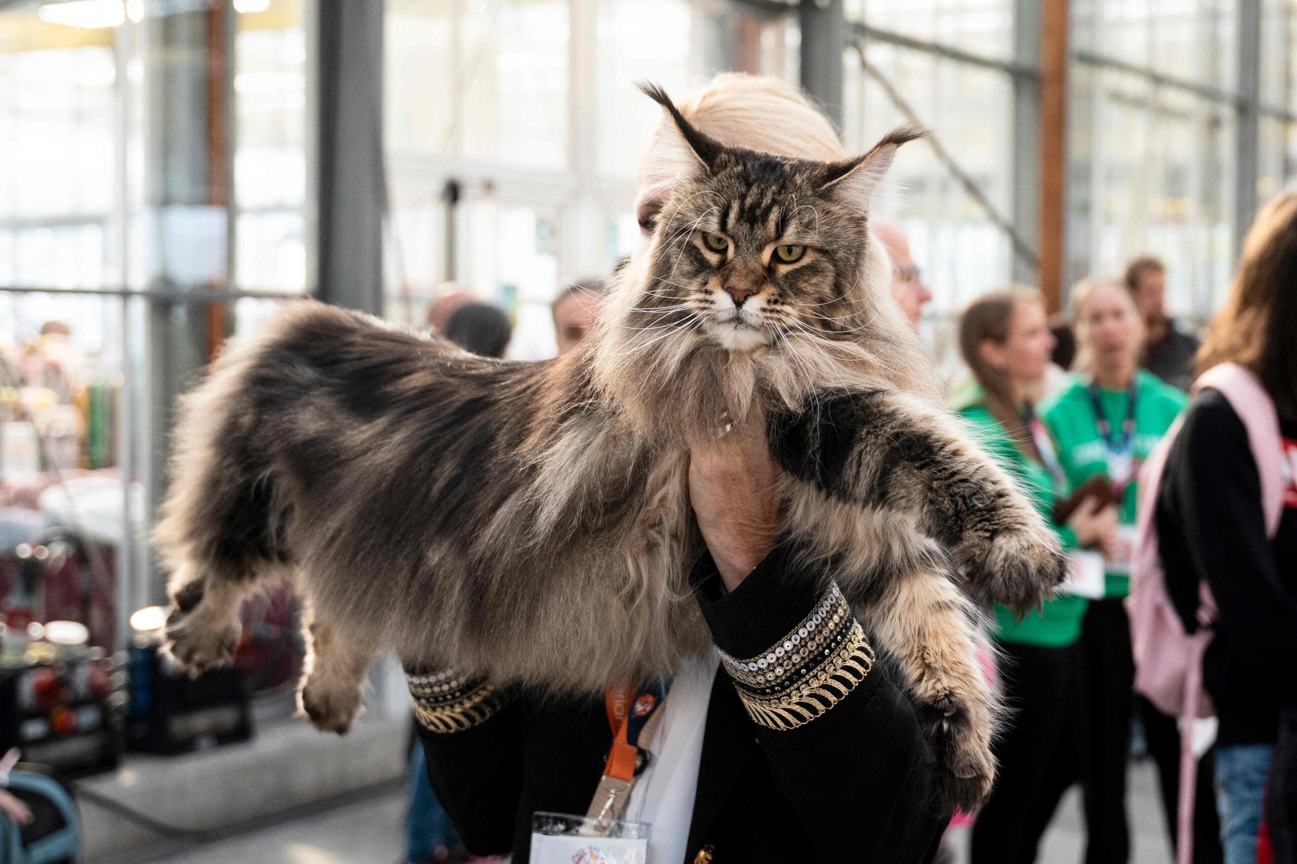 O pisică din rasa Maine Coon, pe nume Olimpia, a câștigat titlul de „World Winner 2026” la categoria femele junior. Foto: Corriere.it
