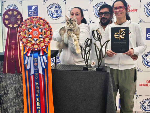 O felină din Italia a devenit cea mai frumoasă pisică din lume. Foto: Corriere.it