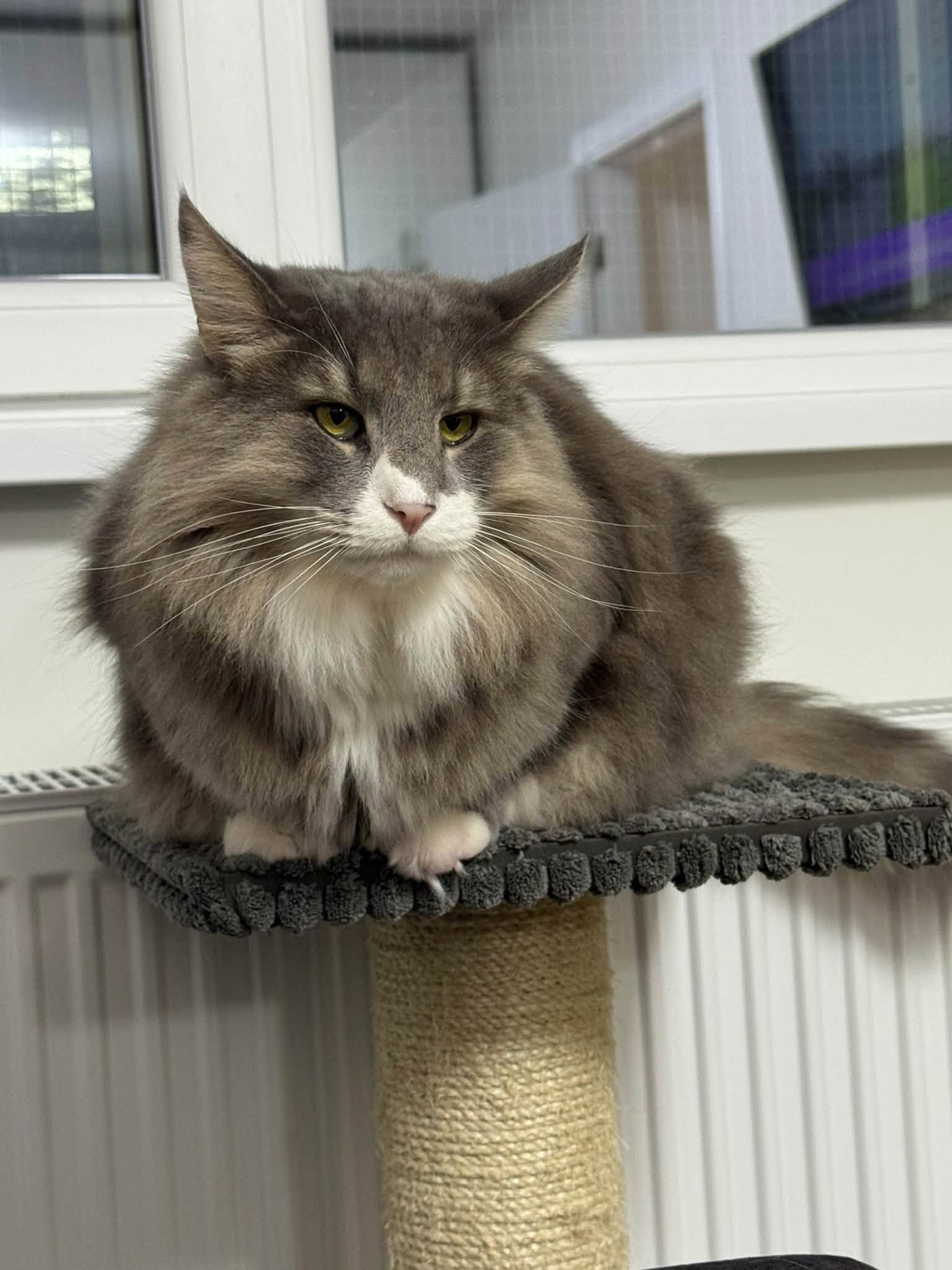 Locuința vine la pachet cu doi motani, Onix și Smoky, de care viitorul locatar va trebui să aibă grijă zi de zi. Foto: Facebook