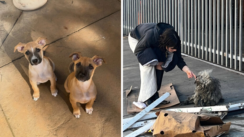 Organizația de salvare a animalelor preferată de vedetele de la Hollywood, acuzată că vindea căței proveniți din fabrici de pui. Foto: Instagram / Facebook