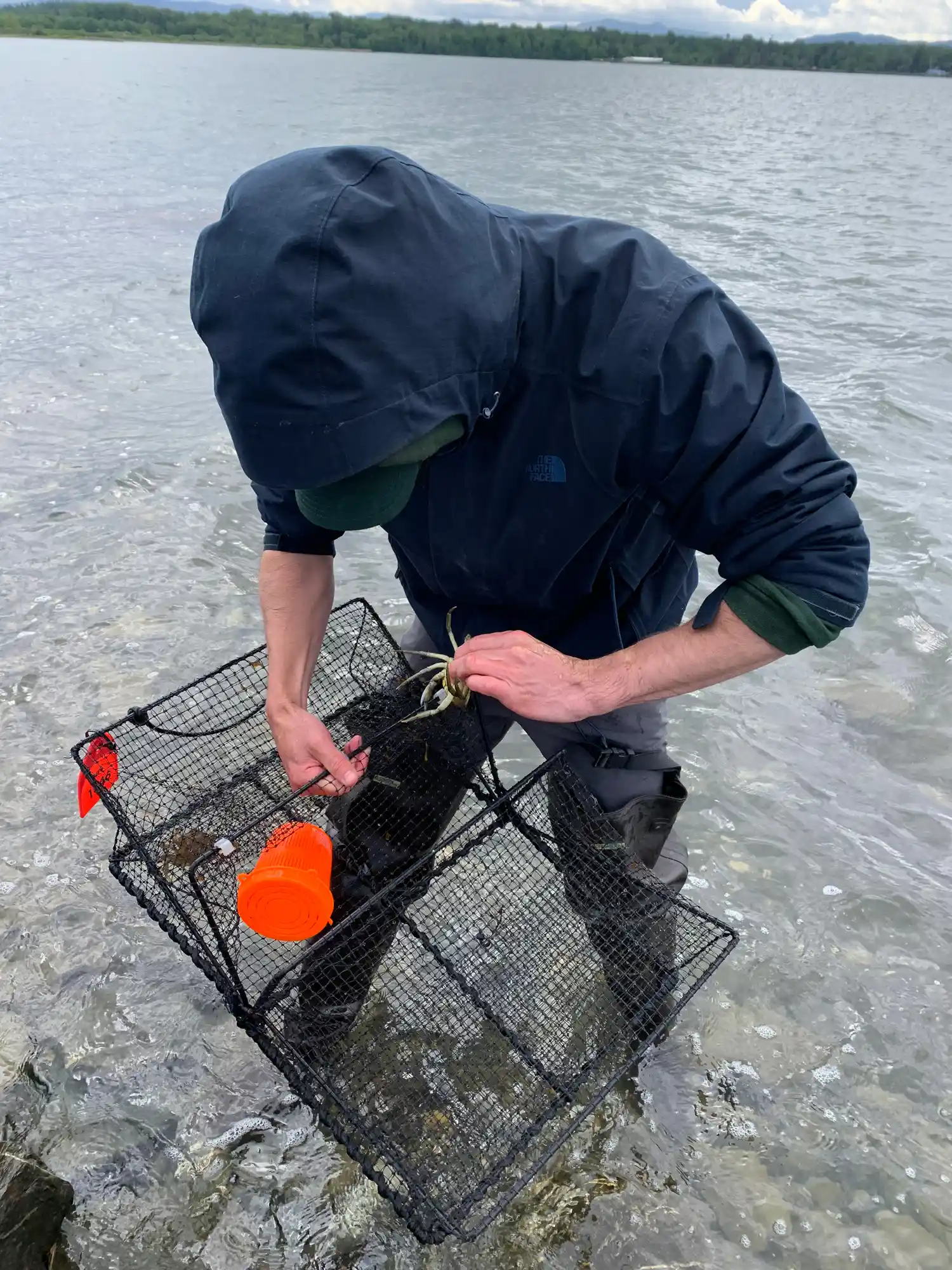 Populațiile existente continuă să se extindă, iar autoritățile nu au reușit încă să elimine niciuna dintre acestea. Foto: Washington Department of Fish & Wildlife