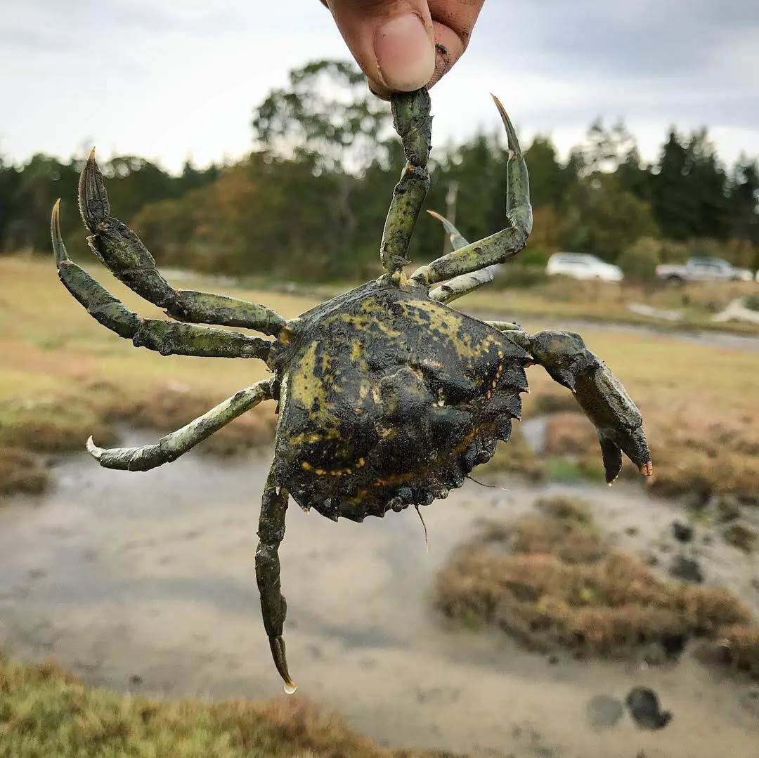 Creșterea capturilor nu înseamnă neapărat că invazia este ținută sub control. Foto: Washington Department of Fish & Wildlife
