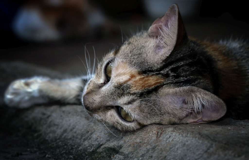 Criză fără precedent în adăposturile pentru pisici din Marea Britanie. „Avem nevoie urgentă de ajutor”, avertizează RSPCA