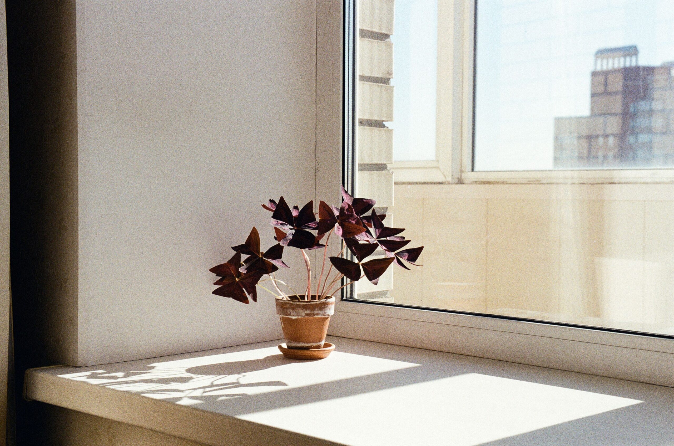 Este o plantă decorativă și, în general, nu foarte pretențioasă. Foto: pexels.com
