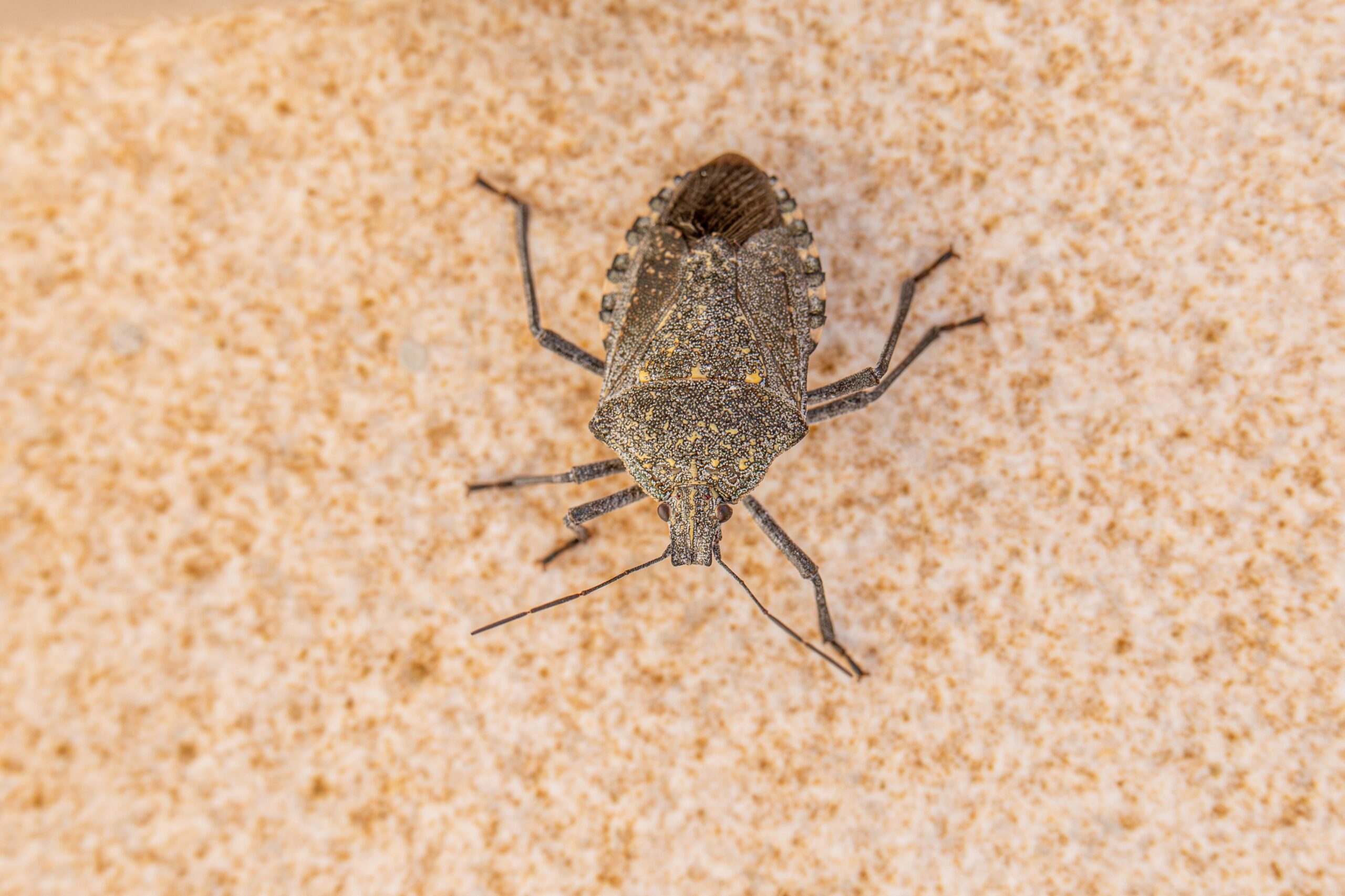 Insecticidele omoară insectele cu care intră în contact, dar nu elimină crăpăturile prin care acestea pătrund în locuință. Foto: pexels.com