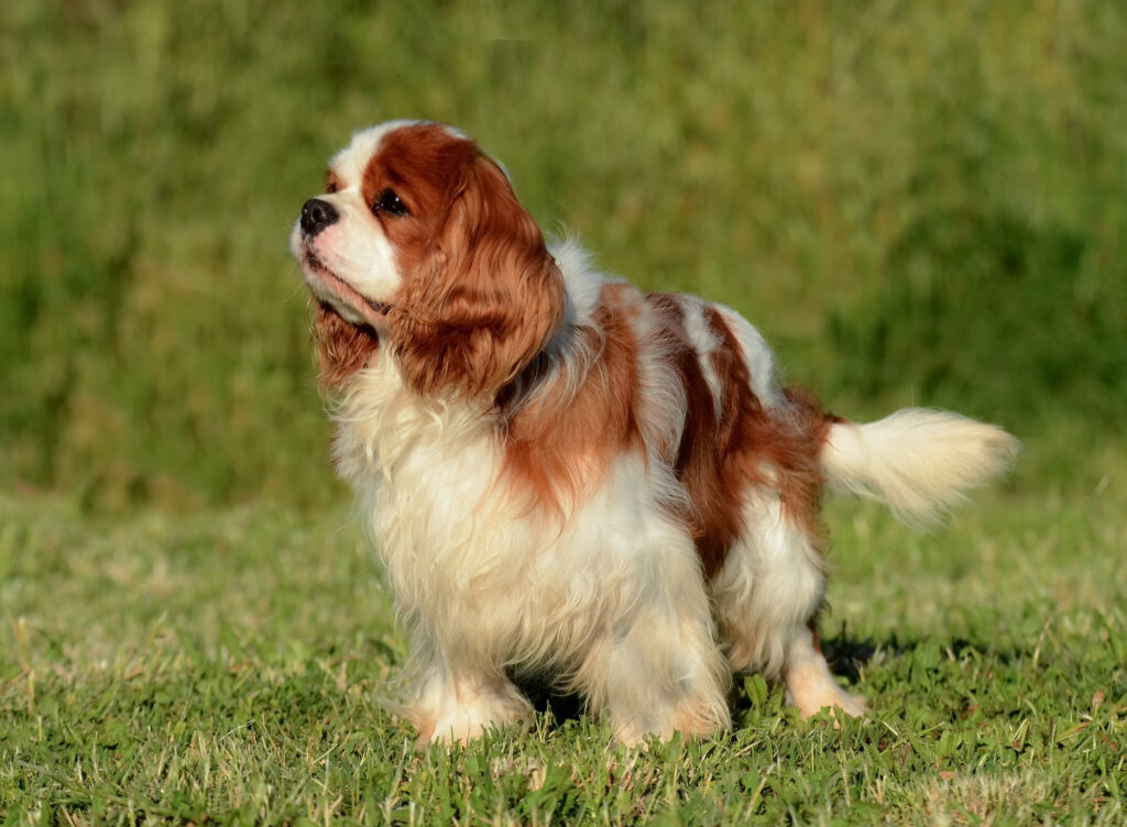 Cavalier King Charles Spaniel. Este, în general, afectuos, sociabil și dornic să fie aproape de familia sa. Foto: Magnific.com