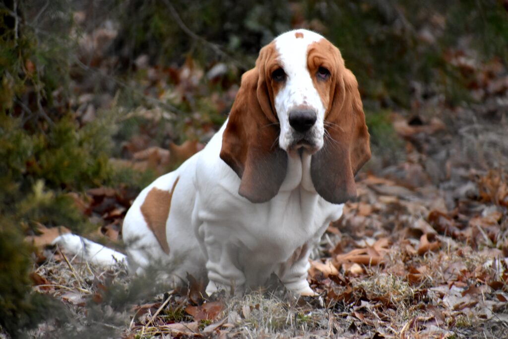 Basset Hound nu este în general o rasă foarte reactivă. Foto: Magnific.com
