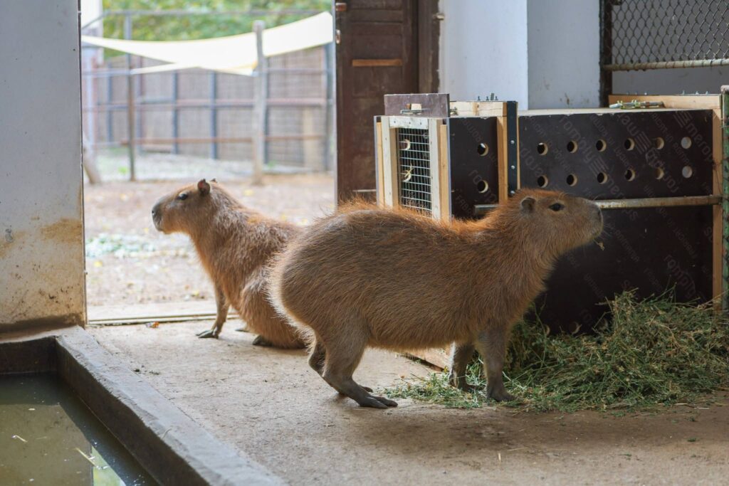 Noile atracții de la Zoo București. Foto: Facebook PMB