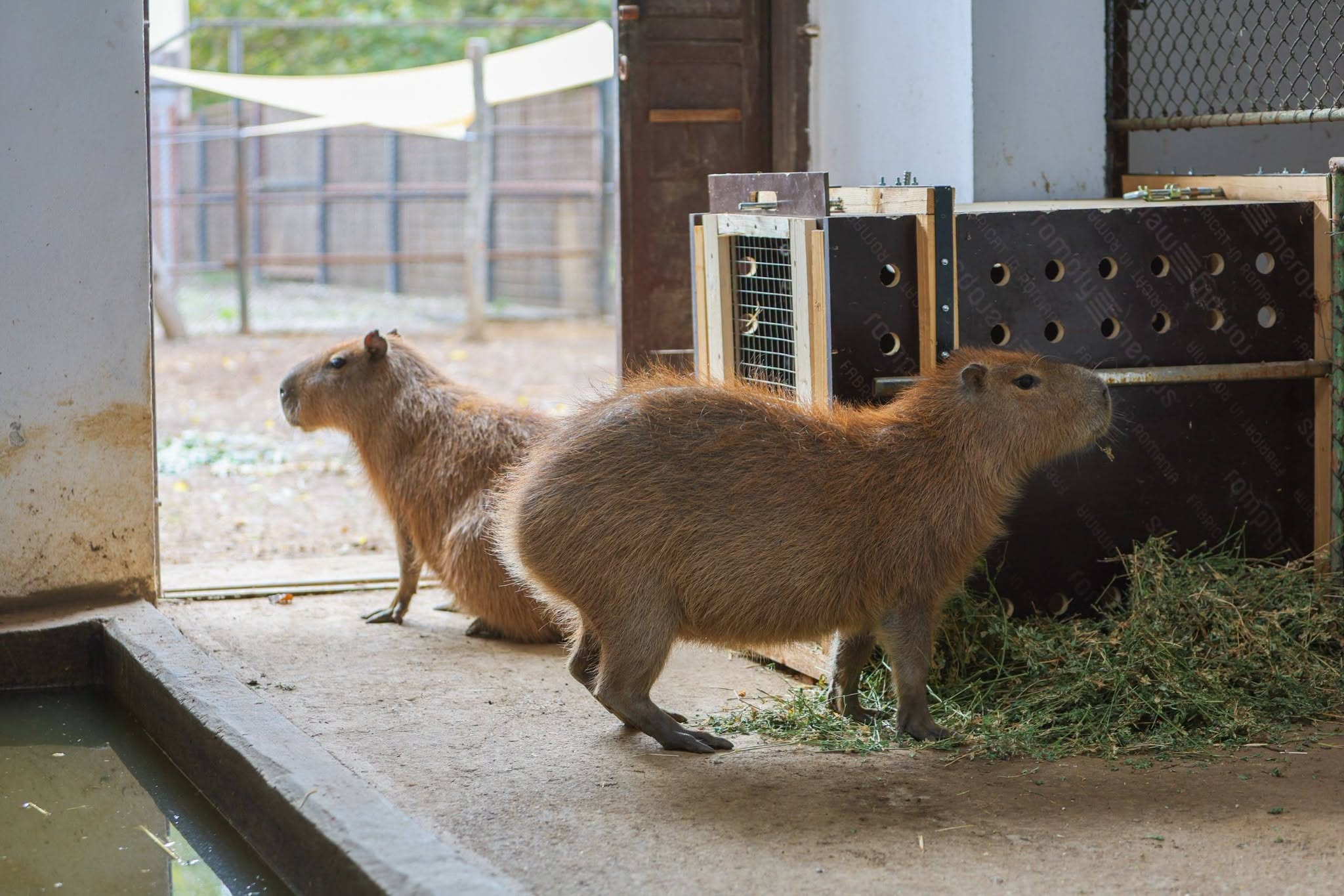 Noile atracții de la Zoo București. Foto: Facebook PMB