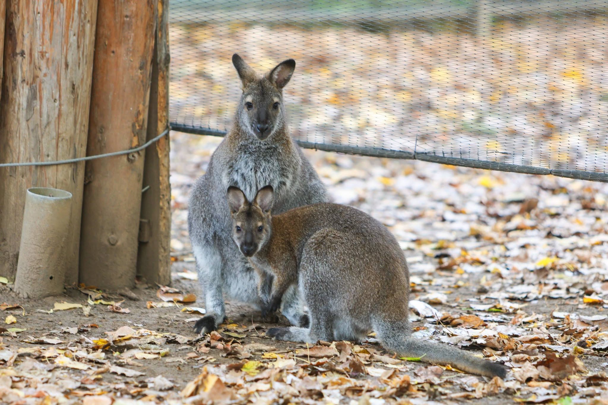 Pui de capibara, un cangur Bennett și un lemur, noile animăluțe de la Zoo București. Foto: Facebook PMB