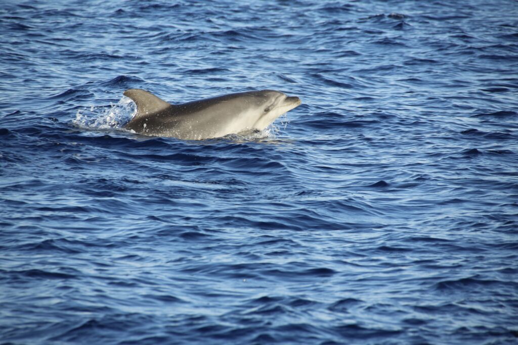Sute de cetacee au fost descoperite pe litoral în 2026. Foto: pexels.com