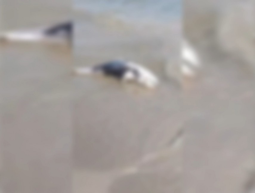 Pui de delfin găsit mort pe plaja din Mamaia. Foto: captură video YouTube