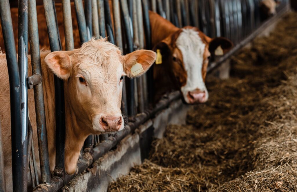 Seceta îi obligă pe crescătorii de animale din Mehedinți să-și vândă turmele. Pășunile au rămas fără iarbă