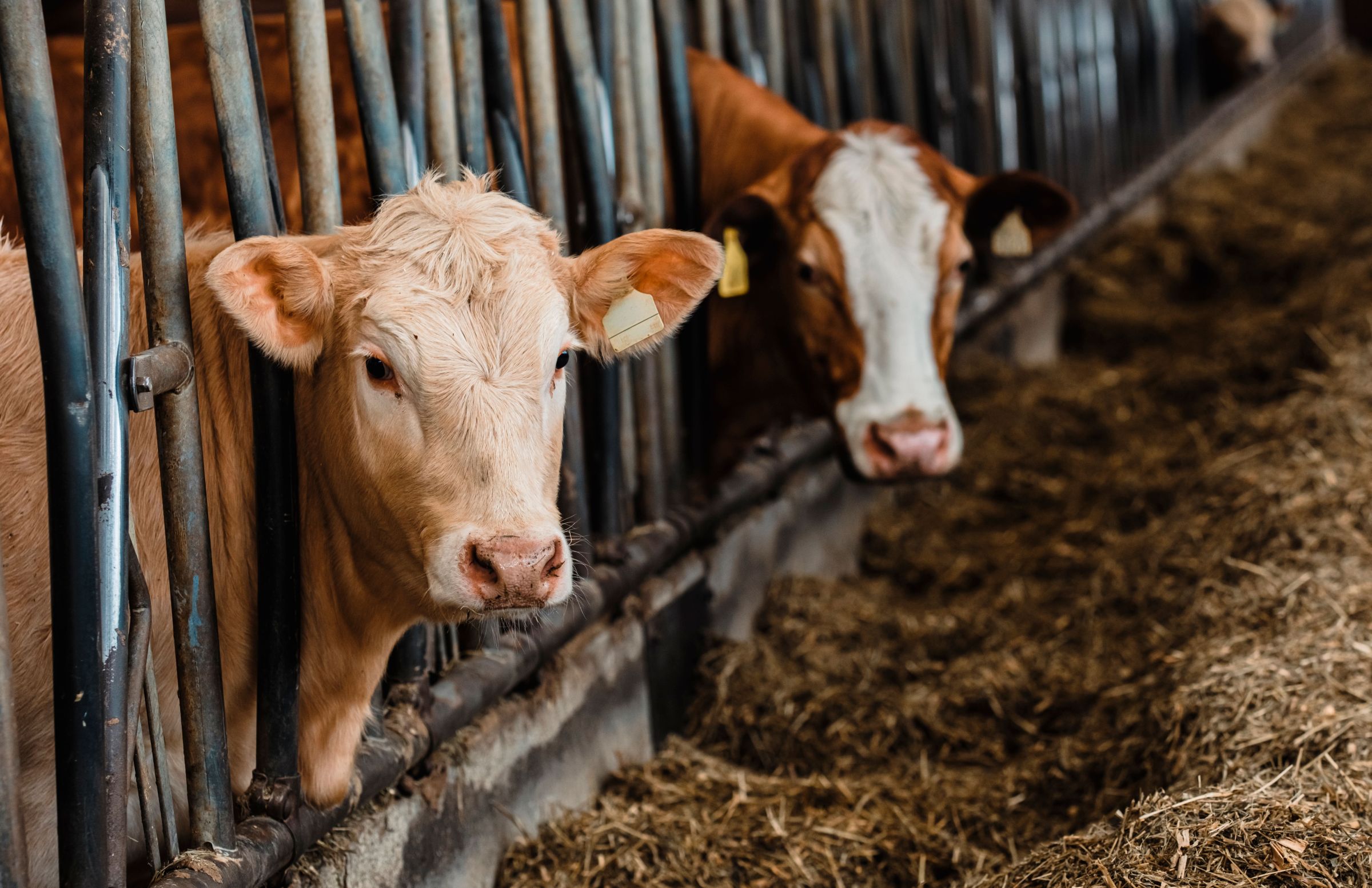 Seceta îi obligă pe crescătorii de animale din Mehedinți să-și vândă turmele. Foto: pexels.com