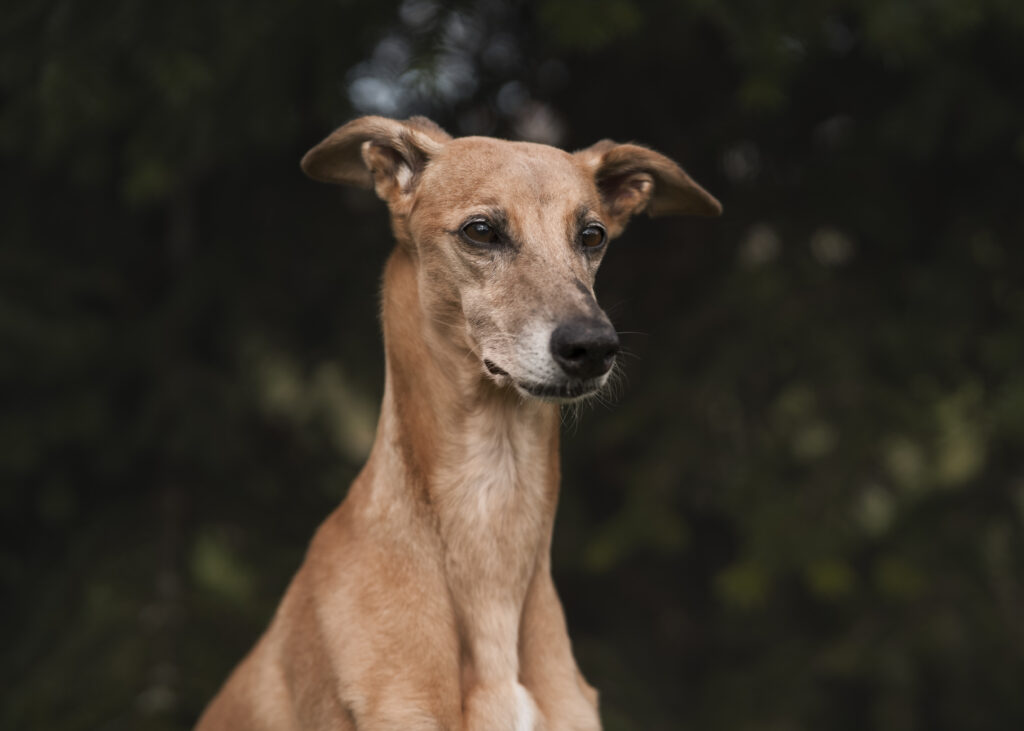 Whippet, o rasa britanica de ogar, este adesea descris ca afectuos și mai degrabă rezervat decât conflictual. Foto: Magnific.com