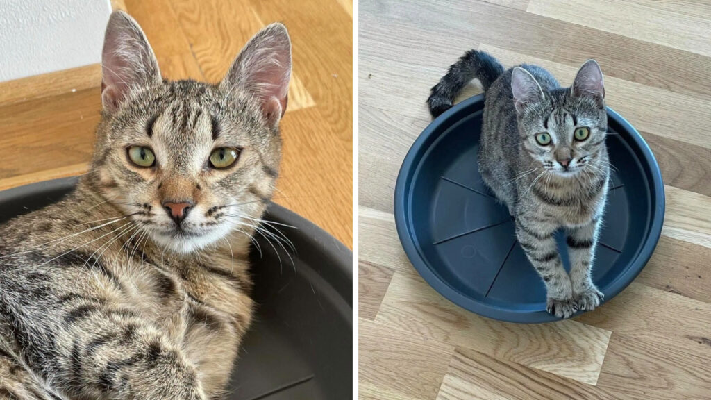 Simba, motanul dispărut după un accident în Vâlcea. Are cataractă avansată, iar familia cere ajutor să-l găsească