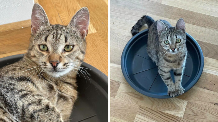 Simba, motanul dispărut după un accident în Vâlcea. Are cataractă avansată, iar familia cere ajutor să-l găsească