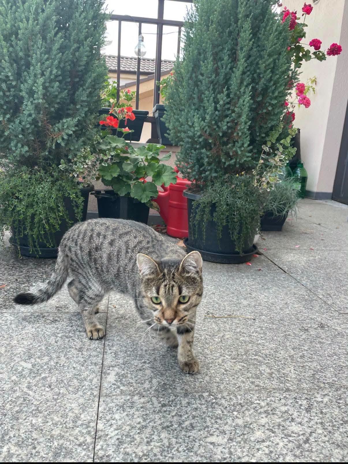 Animalul nu a fost însă găsit, iar familia încearcă în continuare să afle unde s-ar putea afla. Foto: Facebook