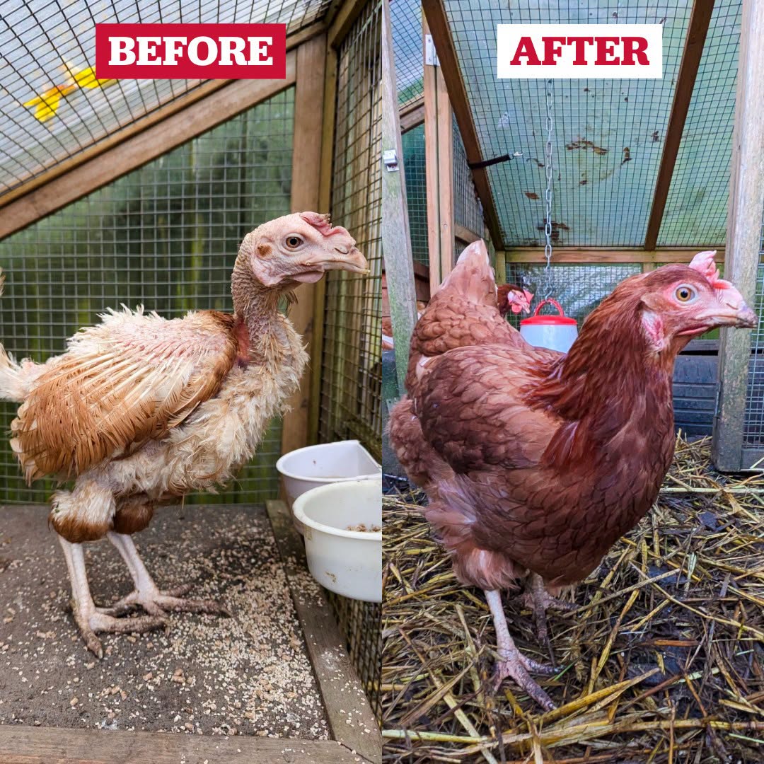 După ce productivitatea lor începe să scadă, multe dintre aceste păsări sunt retrase din activitate la o vârstă de aproximativ 18 luni.  Foto: Facebook British Hen Welfare Trust