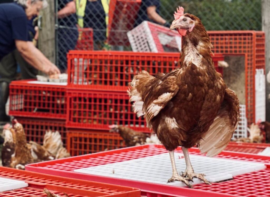 Sute de găini retrase din fermele de ouă își caută o nouă casă. Foto: Facebook British Hen Welfare Trust