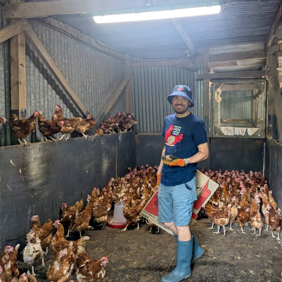 Din 2005 însă, British Hen Welfare Trust a contribuit la salvarea și relocarea a peste un milion de găini. Foto: Facebook British Hen Welfare Trust